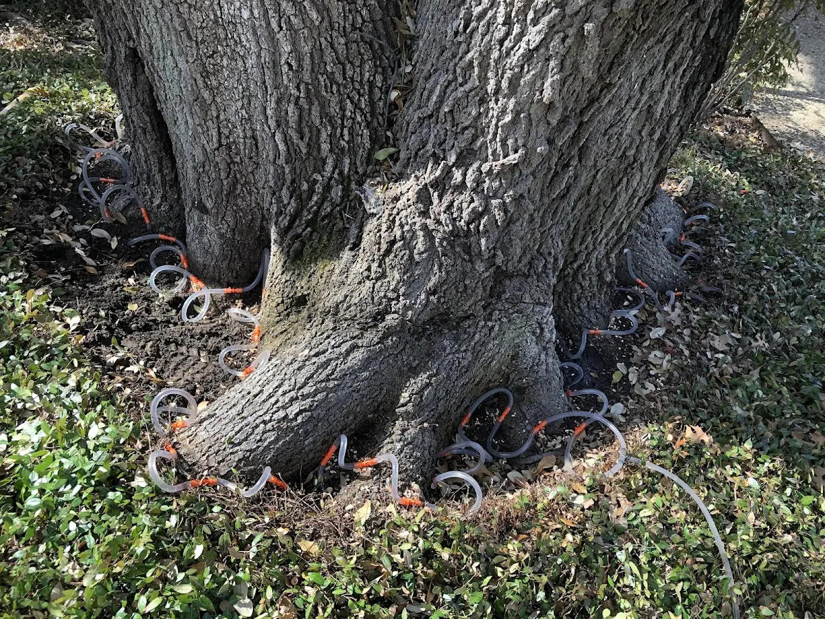 Detailed Shrub and Hedge Trimming job site in Tehuacana